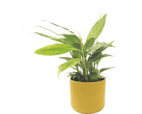 Fredskalla Spathiphyllum i gul kruka, krukväxt med gröna blad och vit blomma.