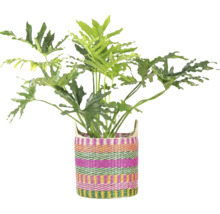 Krukväxt Philodendron Selloum i en färgglad randig flätad korg.