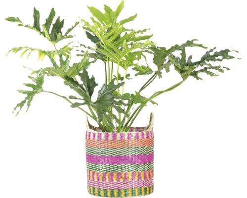 Krukväxt Philodendron Selloum i en färgglad randig flätad korg.