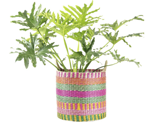 Philodendron inomhusväxt med stora flikiga blad i en färgglad flätad korg.