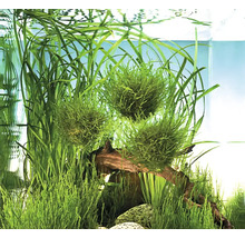 Gröna mossbollar och akvarieväxter i ett akvarium med rötter och stenar.