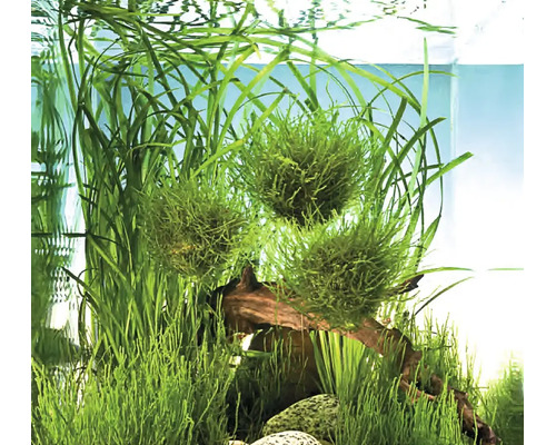 Gröna mossbollar och akvarieväxter i ett akvarium med rötter och stenar.