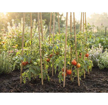 Tomatplantor med mognande frukter, stödda av bambupinnar i ett soligt grönsaksland med mörk jord.