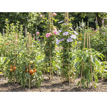 Växtstöd i bambu i en trädgård för tomater, rosor, klematis och paprika i en ljus, organiserad miljö.