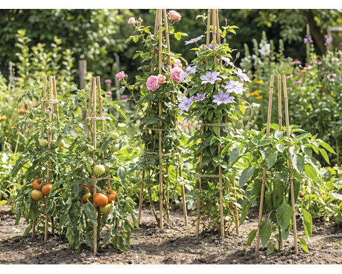 Växtstöd i bambu i en trädgård för tomater, rosor, klematis och paprika i en ljus, organiserad miljö.