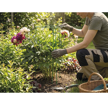 En person i trädgården knäböjer bredvid en pion och placerar ett växtstöd av metall runt plantan.