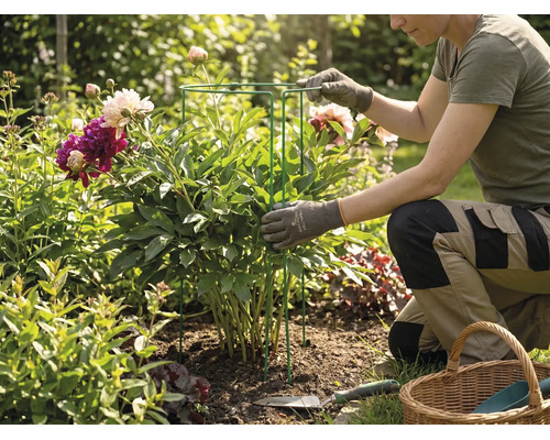 En person i trädgården knäböjer bredvid en pion och placerar ett växtstöd av metall runt plantan.