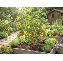 Tomatplantor i en odlingslåda av trä, stödda av spiralformade växtstöd av metall, omgivna av örter i en ljus trädgårdsmiljö.