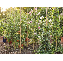 Trädgård med tomatplantor, rosor och murgröna som växer på bambupinnar, omgiven av täckbark och krukor i en ljus miljö.