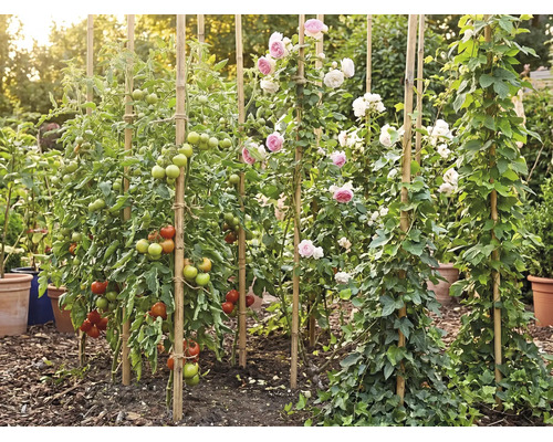 Trädgård med tomatplantor, rosor och murgröna som växer på bambupinnar, omgiven av täckbark och krukor i en ljus miljö.