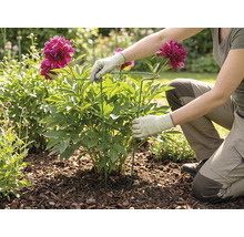 En person installerar ett runt växtstöd av metall runt en blommande pion i en trädgårdsrabatt med täckbark.
