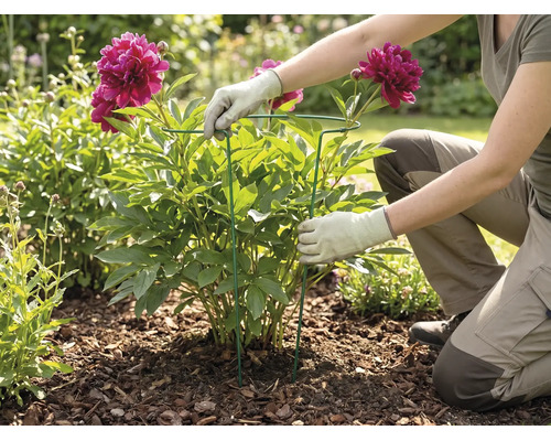 En person installerar ett runt växtstöd av metall runt en blommande pion i en trädgårdsrabatt med täckbark.