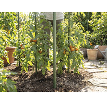 Tomatplantor i trädgården som stöds av gröna växtstöd, planterade i jord bredvid en stenstig.