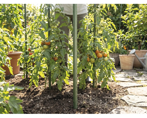 Tomatplantor i trädgården som stöds av gröna växtstöd, planterade i jord bredvid en stenstig.