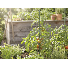 Tomatplantor med mognande tomater som stöds av gröna växtstöd i en trädgård med en odlingslåda av trä och örter.