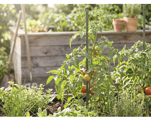 Tomatplantor med mognande tomater som stöds av gröna växtstöd i en trädgård med en odlingslåda av trä och örter.