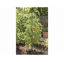 Tomatplanta med frukter som stöds av en växtstödspinne i ett trädgårdsland.