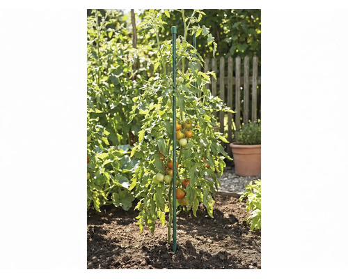 Tomatplanta med frukter som stöds av en växtstödspinne i ett trädgårdsland.