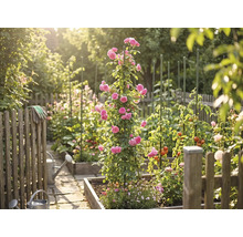 Ljus köksträdgård med odlingslådor av trä, en klätterros vid ett växtstöd, tomatplantor, vattenkannor och ett trästaket.