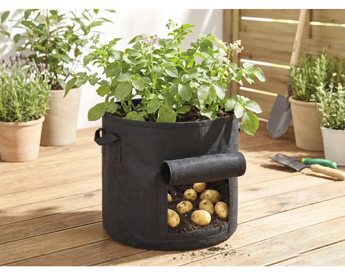 Svart odlingssäck i textil för potatis på en träaltan med ett skördefönster och gröna plantor.