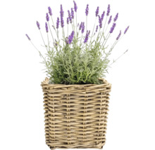 Korgkruka Leah Bali naturfiber 45x45x43cm natur