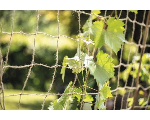 Trädgårdsstaket med vinrankor