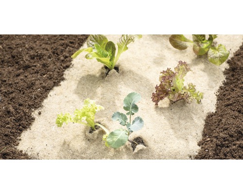 Grönsaksplantor på en bädd med trädgårdsduk