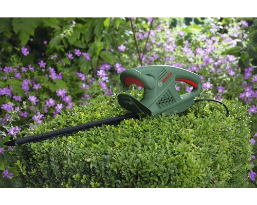 Bosch häcksax på häck med lila blommor