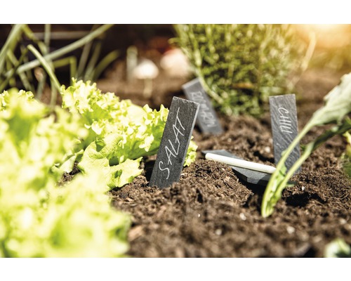 Grönsaksträdgård med sallad, örter och beskrivbara skifferetiketter