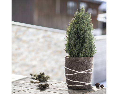 Cypress i filtkruka på ett träbord