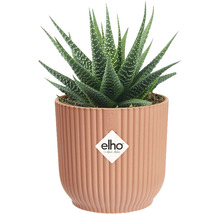Haworthia krukväxt i ribbad kruka med Elho logotyp