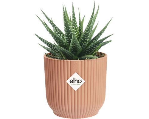 Haworthia krukväxt i ribbad kruka med Elho logotyp