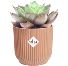 Succulent i räfflad ytterkruka med Elho logotyp