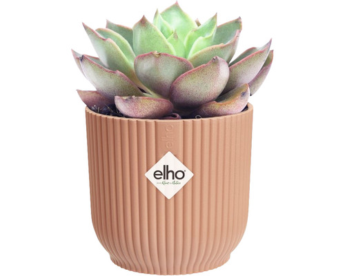 Succulent i räfflad ytterkruka med Elho logotyp