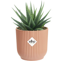 Haworthia växt i kruka med vertikala räfflor och Elho logotyp.