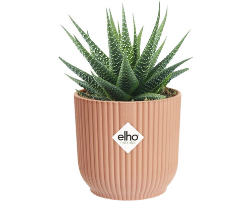 Haworthia växt i kruka med vertikala räfflor och Elho logotyp.