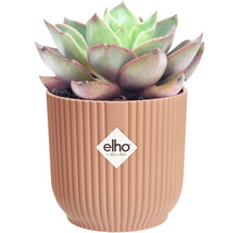 Succulent i räfflad blomkruka med Elho logotyp