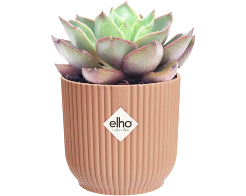 Succulent i räfflad blomkruka med Elho logotyp