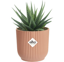 Haworthia krukväxt i kruka