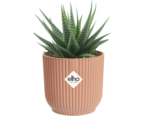 Haworthia krukväxt i kruka
