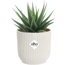 Haworthia krukväxt i vit kruka