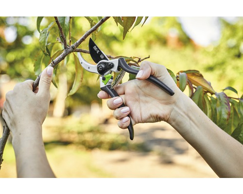 En person klipper en gren med en trädgårdssax.