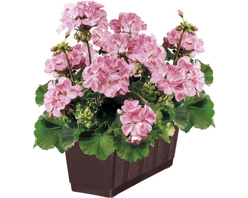Pelargoner i blomlåda