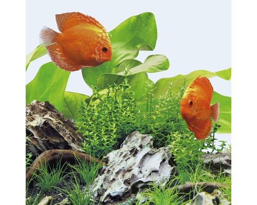 Akvariedekoration med diskusfiskar, växter och stenar