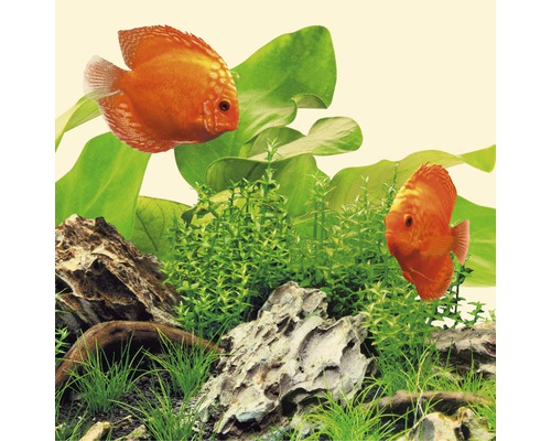 Akvariedekoration med diskusfiskar, vattenväxter och stenar