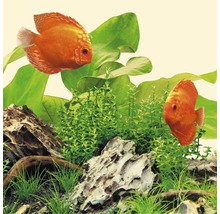 Akvariedekoration med diskusfiskar, växter och stenar
