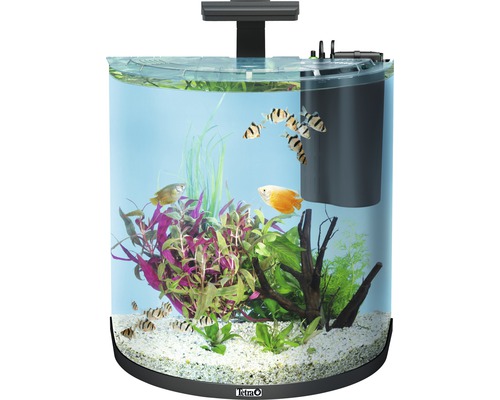 Runt akvarium med fiskar och växter