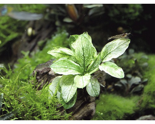 Akvarieväxt på en träbit med en räka