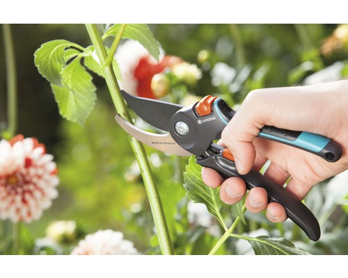 Trädgårdssax som klipper en stjälk i trädgården