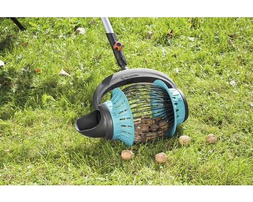 Valnötsskörd med en valnötsplockare på en gräsmatta.